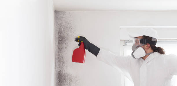 Best DIY Mold Remediation Support Services in Huntington Station, NY
