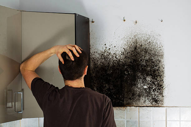 Best White Mold Remediation in Huntington Station, NY