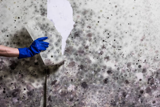 Best Post-Flood Mold Remediation in Huntington Station, NY