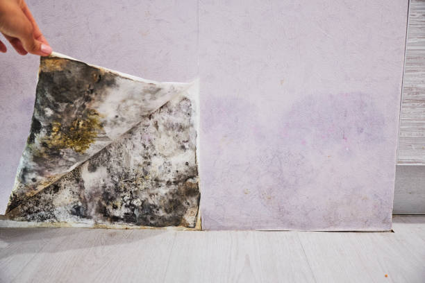 Best Residential Mold Remediation in Huntington Station, NY